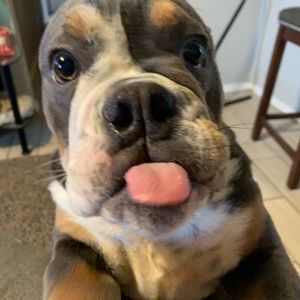 Meet your Posher, Bertha